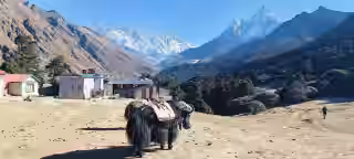 mount Lhotse ,everest and Yak (1).jpg