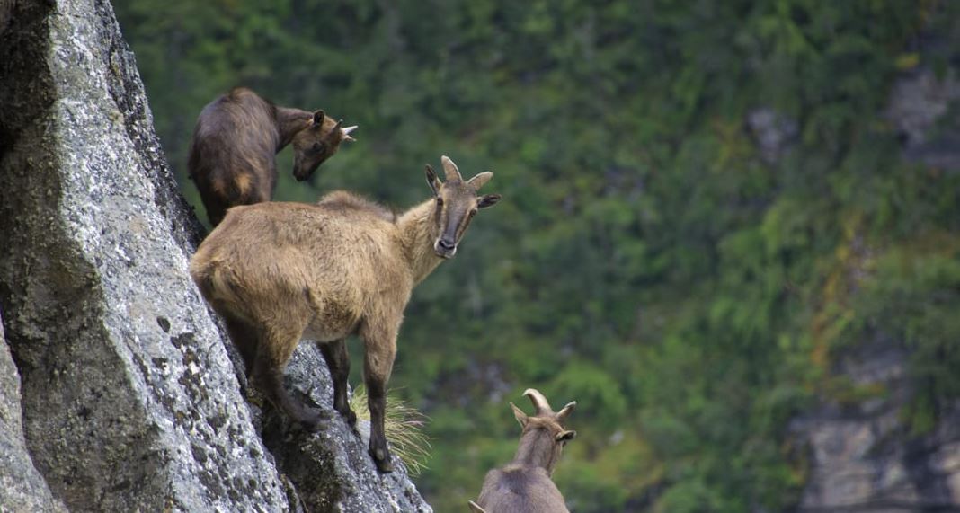 Preserve animals.jpg