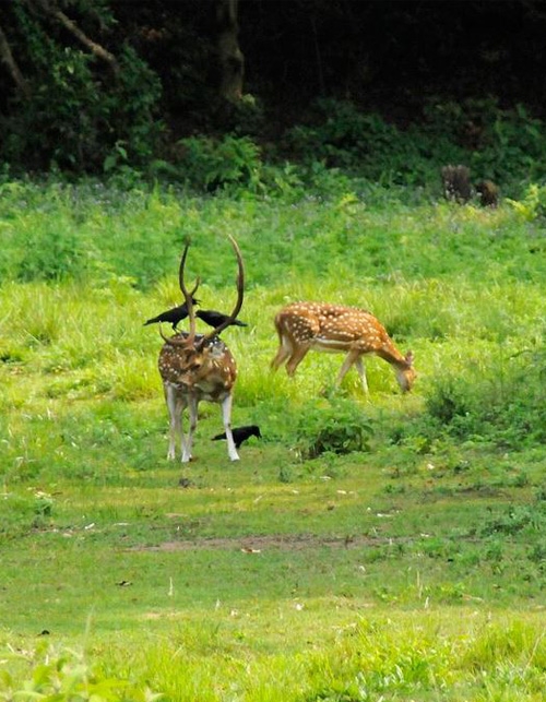 Jungle Safari