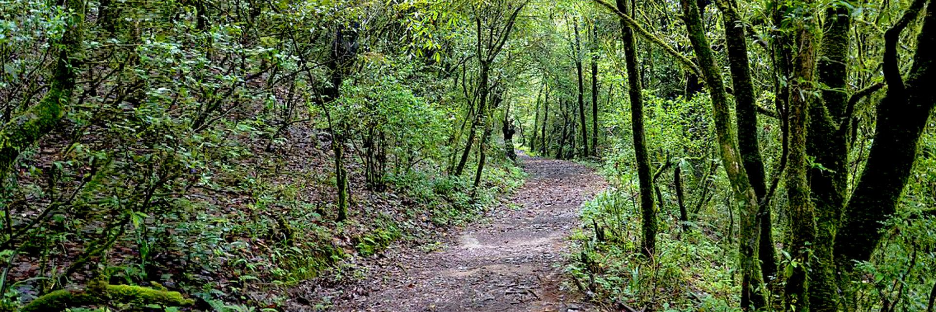 Shivapuri National Park Day Hike