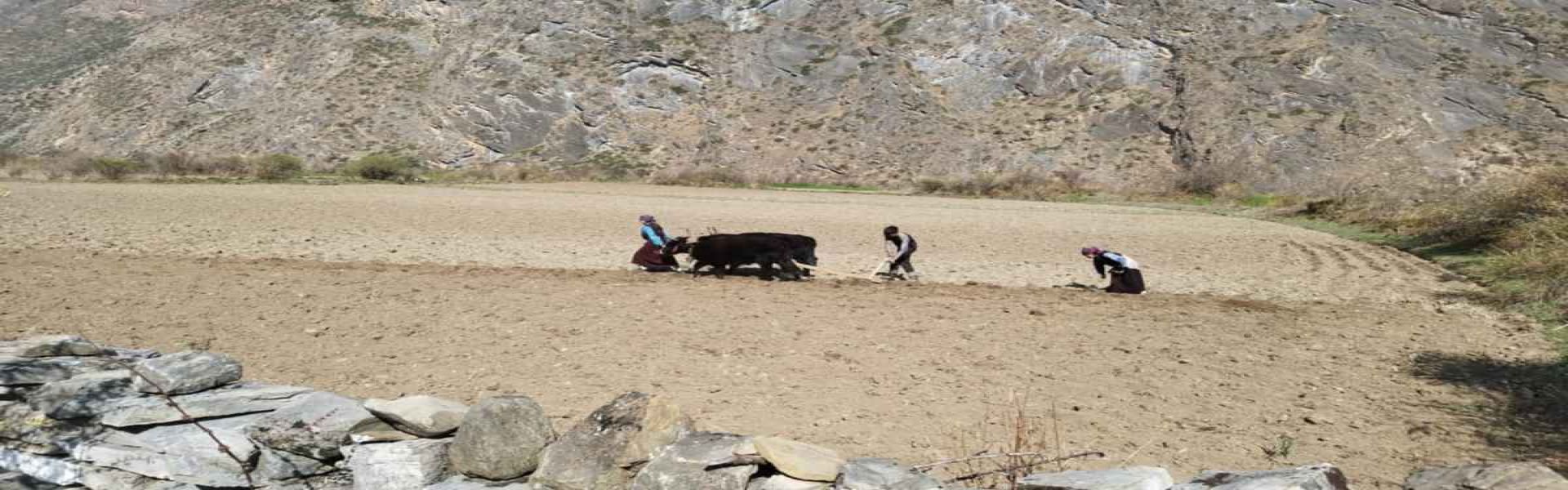 Trekking Manaslu and Tsum Valley Without Guide