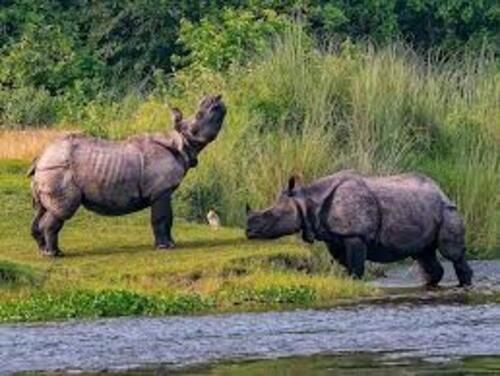 chitwan jungle safari