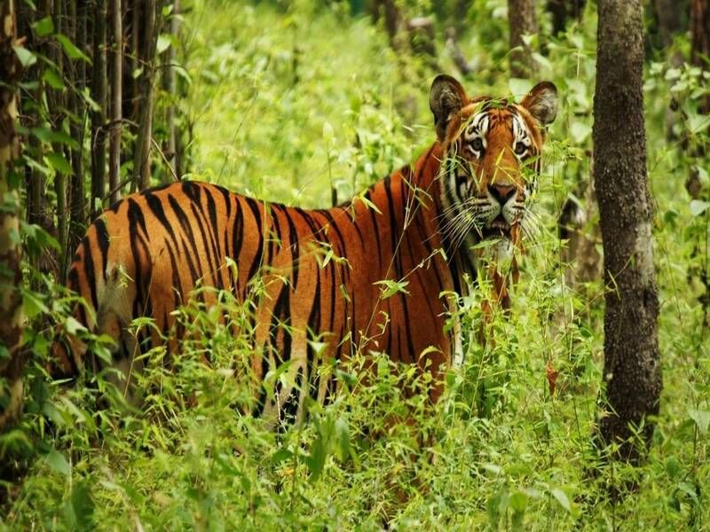 chitwan jungle safari