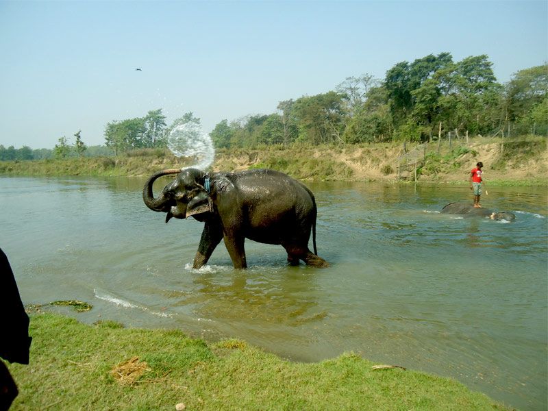 Chitwan Jungle Safari