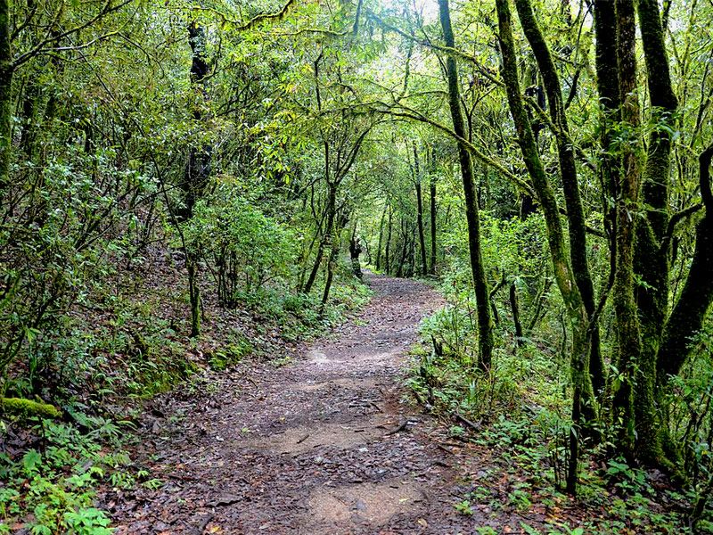 Shivapuri National Park Day Hike